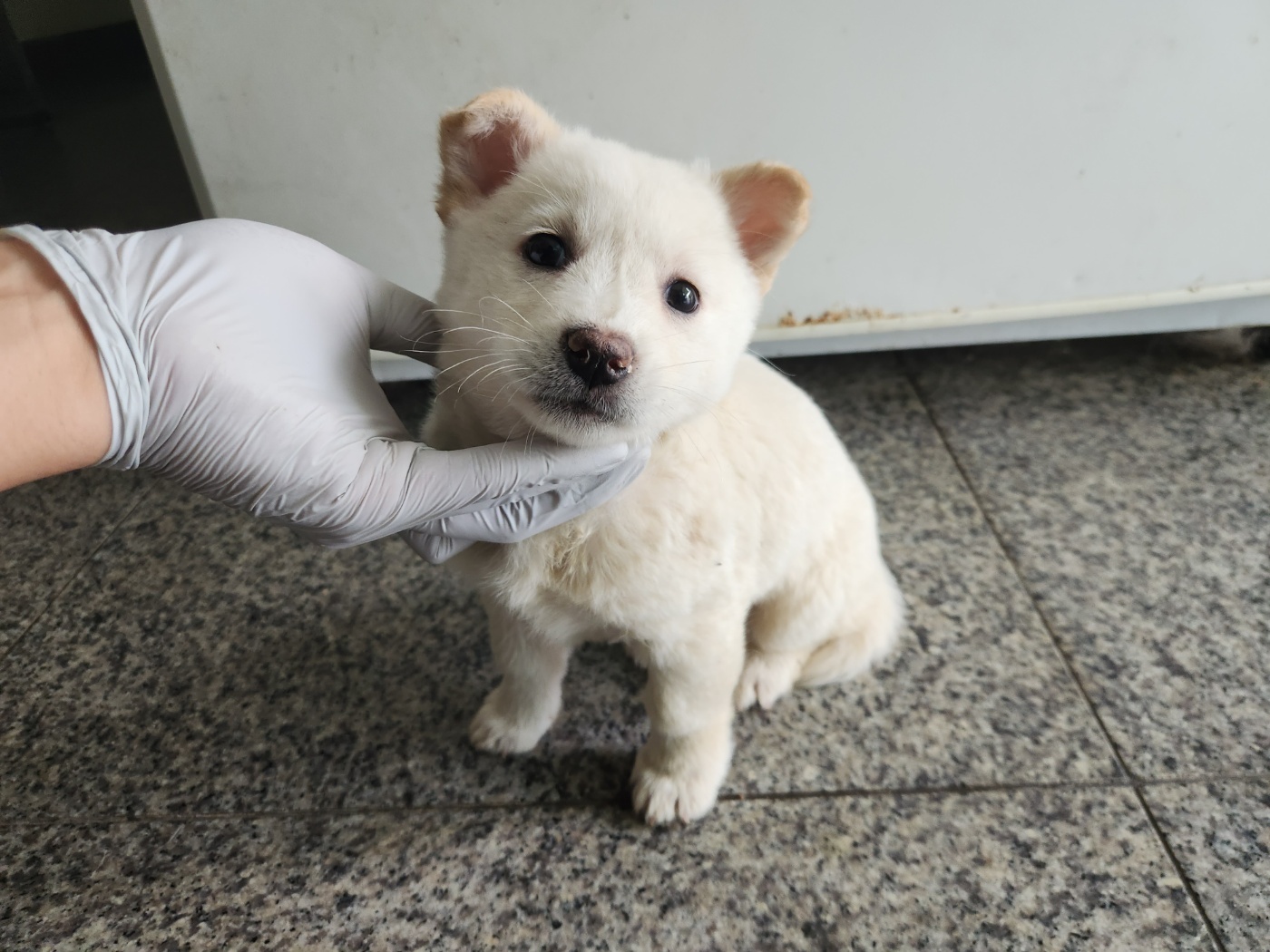 광주 동물보호소_429360202300558